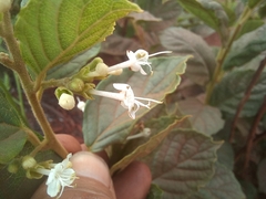 Clerodendrum tanganyikense
