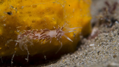 Coryphellina poenicia