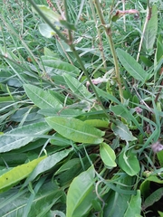 Rumex hydrolapathum