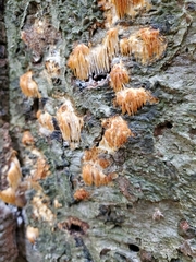 Radulomyces