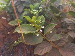 Clerodendrum tanganyikense