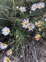 Erigeron modestus
