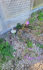 Campanula rapunculoides