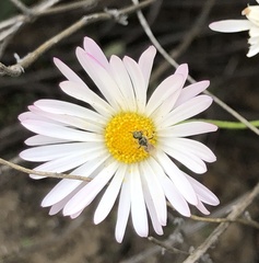 Erigeron modestus