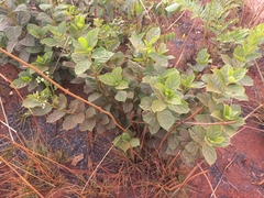 Clerodendrum tanganyikense