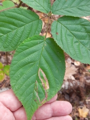Agromyza