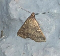 Tetanolita mynesalis