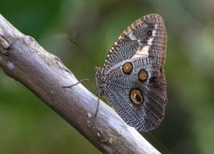 Dasyophthalma creusa