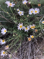 Erigeron modestus