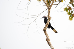 Anthracoceros malayanus