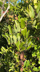 Smilax laurifolia