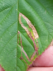 Agromyza