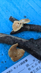 Neofavolus alveolaris