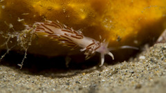 Coryphellina poenicia