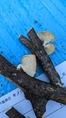 Neofavolus alveolaris