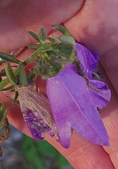 Campanula rapunculoides