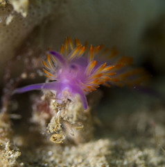 Flabellina