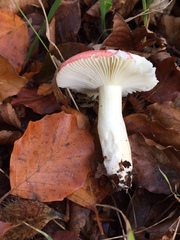 Russula betularum