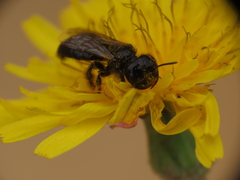 Panurgus dentipes