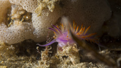 Flabellina