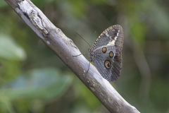 Dasyophthalma creusa