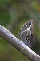 Dasyophthalma creusa