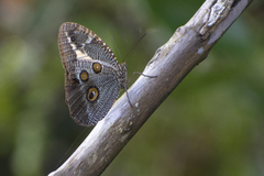 Dasyophthalma creusa