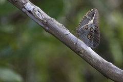 Dasyophthalma creusa