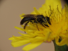 Panurgus dentipes