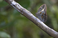 Dasyophthalma creusa