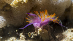 Flabellina