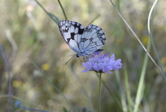 Melanargia lachesis