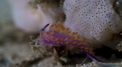 Flabellina