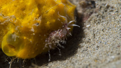 Coryphellina poenicia