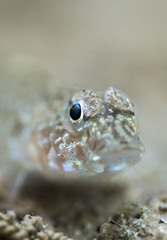 Nesogobius