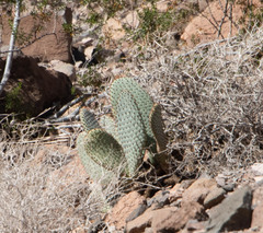 Opuntia basilaris basilaris