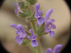 Salvia verbenaca