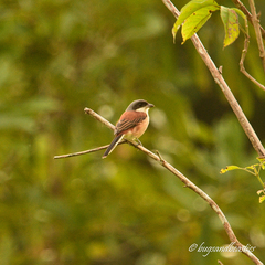 Lanius collurioides