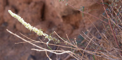 Amaranthus fimbriatus