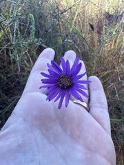 Symphyotrichum pratense