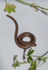 Ophiodes vertebralis