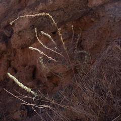 Amaranthus fimbriatus
