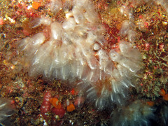 Clavelina oblonga