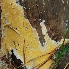Coniophora puteana