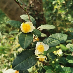Camellia sinensis
