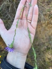 Symphyotrichum pratense