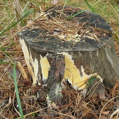 Coniophora puteana