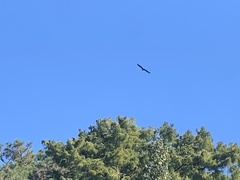 Haliaeetus leucocephalus leucocephalus