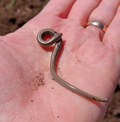 Ophiodes vertebralis