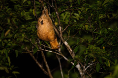 Galeopterus variegatus